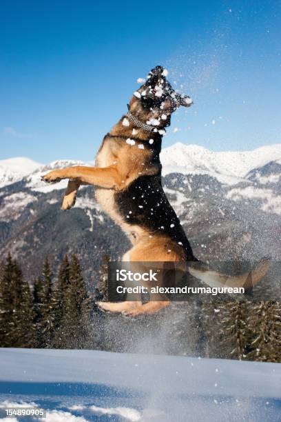 Pastore Tedesco Salto Nella Neve - Fotografie stock e altre immagini di Ambientazione esterna - Ambientazione esterna, Blu, Cane