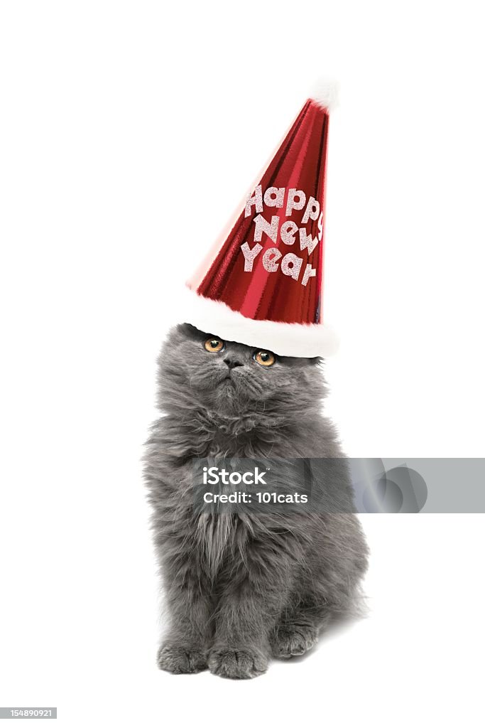 happy new year happy new year's hat and beautiful cat Animal Stock Photo
