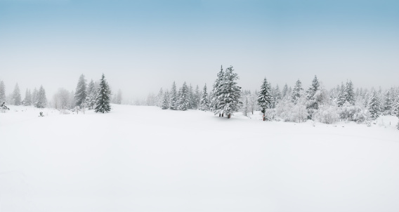 Paisaje de invierno con nieve y árboles photo