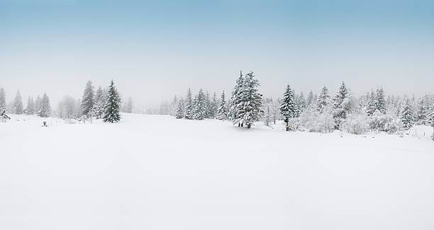 paesaggio invernale con la neve e gli alberi - snow winter forest tree foto e immagini stock