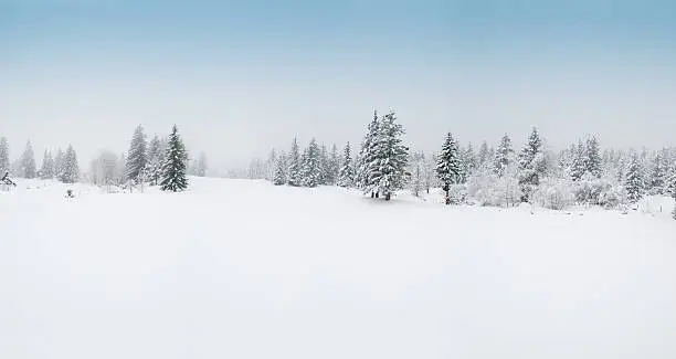 Photo of Winter Landscape with Snow and Trees