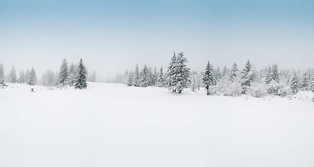 зимний пейзаж с снегом и деревьями - snow winter forest tree стоковые фото и изображения