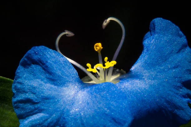 close-up blue flower on a black background isolated