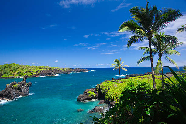 idillio bay con palme e oceano blu, maui, hawaii - traffel foto e immagini stock