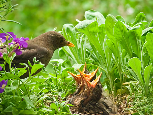 istock hungry blackbird babys - 10 days old 154891377