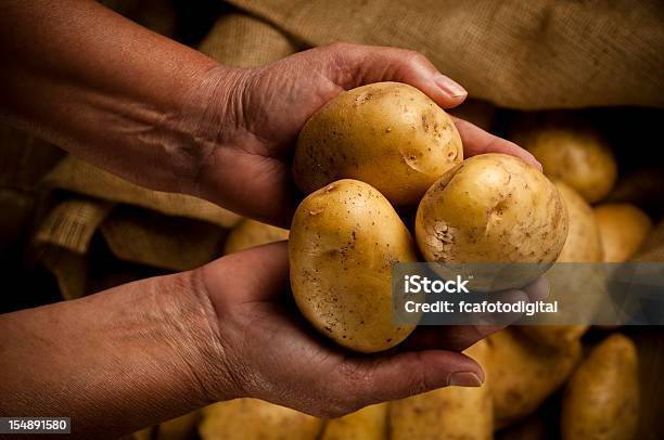Kartoffeln Stockfoto und mehr Bilder von Arbeiten - Arbeiten, Bauernberuf, Ernten