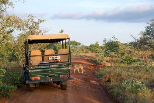 Safari vehicle giving way to a group of lions that are crossing.
