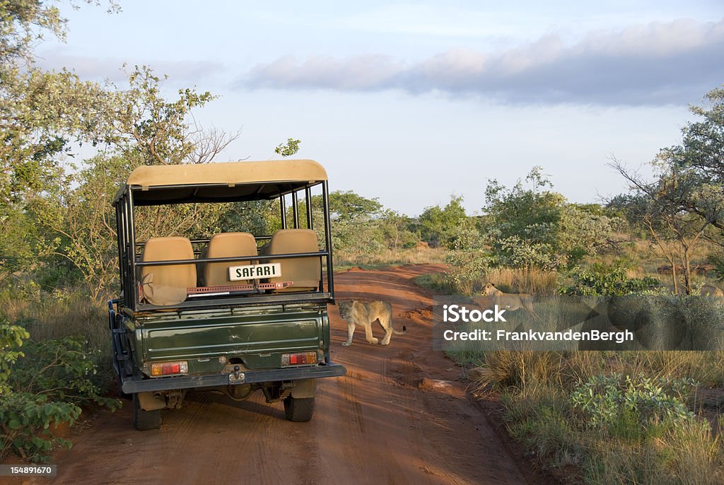 Lions Crossing Safari vehicle giving way to a group of lions that are crossing. Safari Stock Photo
