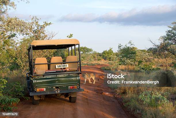 Lions Crossing Stock Photo - Download Image Now - Safari, South Africa, Kruger National Park