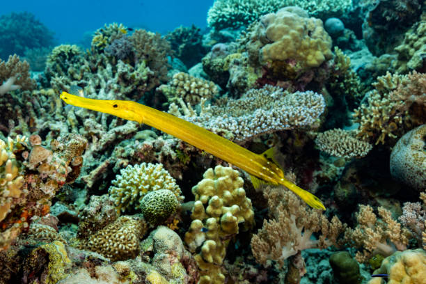 Chinese Trumpetfish Aulostomus chinensis in Healthy Coral Reef, Amet Reef, Nusa Laut, Indonesia stock photo