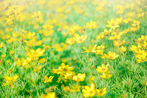 Field with yellow flowers. Close up full frame. Summer concept image for story telling. Not AI