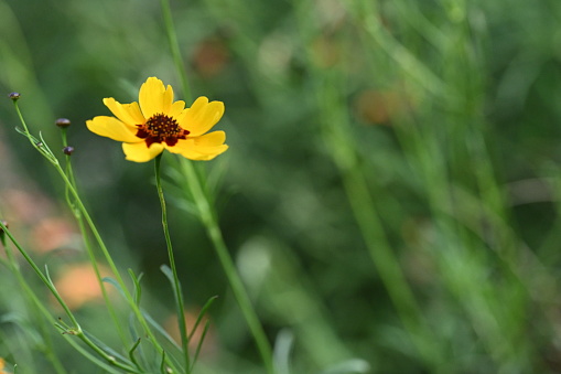 Yellow flower in natural surroundings
