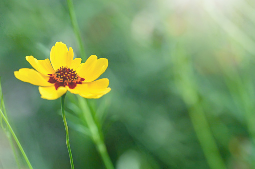 delicate beautiful yellow calendula flower, macro on a blurred background, shallow depth of field