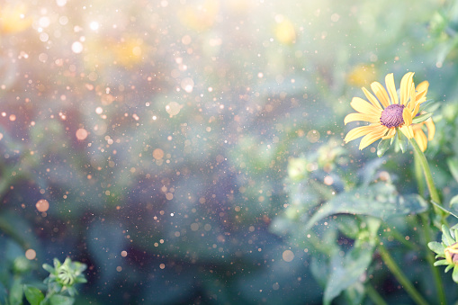 Yellow flowers with majestic dust and copy space. Not AI