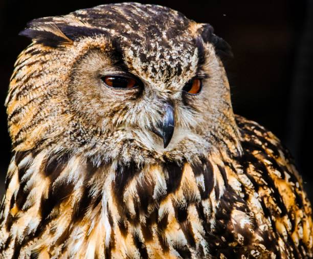 istock The owl is quietly looking for food 1548922028