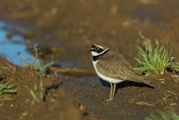 Free Stock Photo of Small Bird Standing in Pool of Water | Download ...