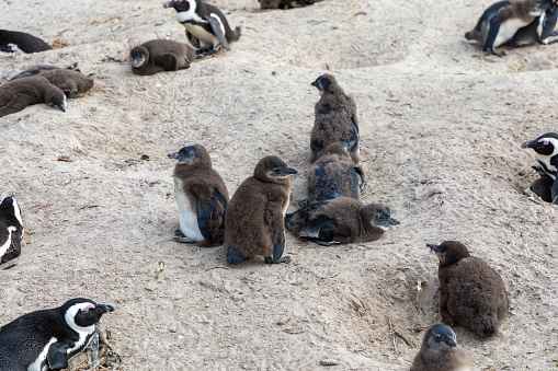 A group of Penguin nestlings around their nesting site on a beach in South Africa.