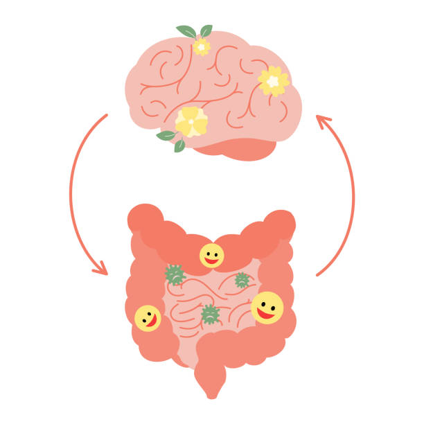 Brain vector illustration Connection of cute healthy happy brain and intestine gut. Relation health of human brain and gut, second brain. Unity of mental and digestive. Vector illustration on white background correlation stock illustrations