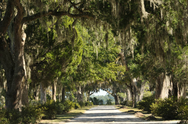 Spanish moss on beautiful crooked old live oak trees in the old streets of Savannah, Georgia, in the United States of America.