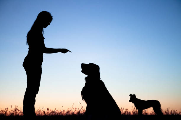 istock Woman Telling Dog To Stay 154894082