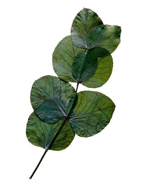 누름 유칼립투스 잎 흰색 바탕에 그림자와 - 편평한 뉴스 사진 이미지