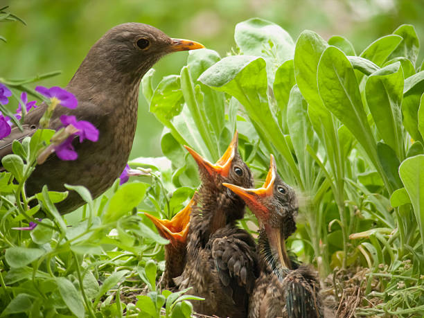 istock hungry blackbird babys - 10 days old 154894112