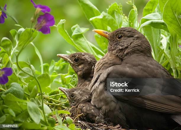 Motherloveblackbird Babys Und Mütter Stockfoto und mehr Bilder von Amsel - Amsel, Blatt - Pflanzenbestandteile, Blick in die Kamera