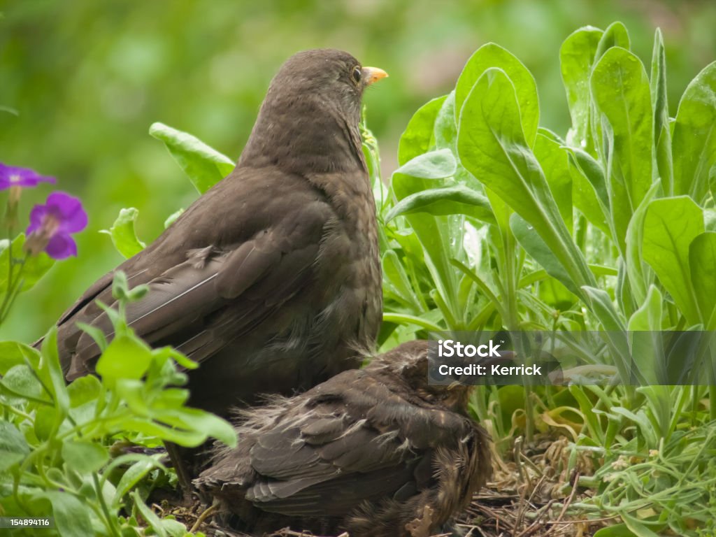 12 Tage Blackbird Babys und Mütter - Lizenzfrei Amsel Stock-Foto