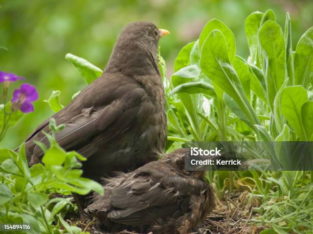 12 Tage Blackbird Babys Und Mütter Stockfoto und mehr Bilder von Amsel - Amsel, Blatt - Pflanzenbestandteile, Farbbild