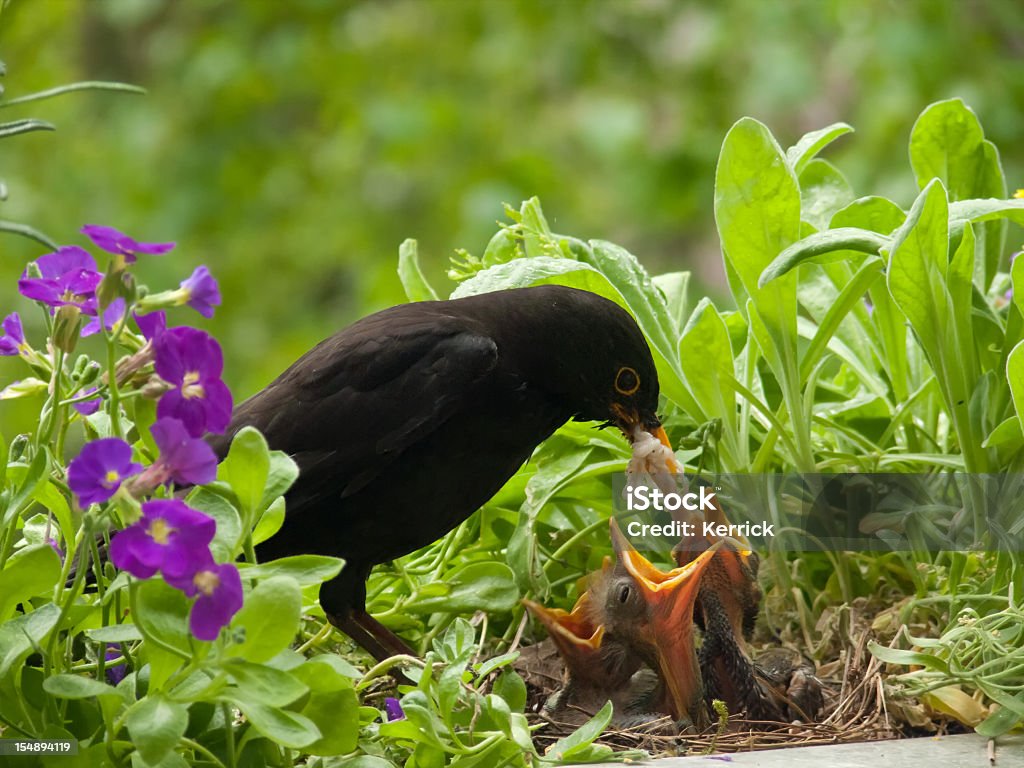 Blackbird Babys und sonderbare Wurm von Vater - Lizenzfrei Vogel Stock-Foto