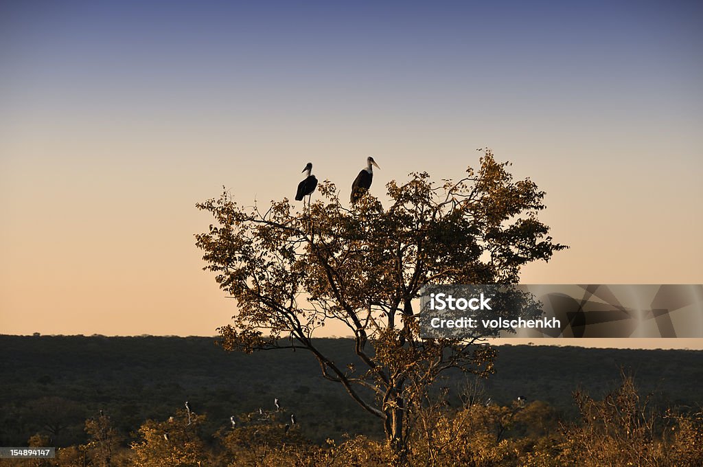 Marabufedern Störchen bei Sonnenuntergang - Lizenzfrei Tilos Stock-Foto
