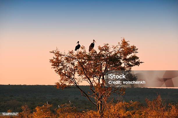 Marabufedern Störchen Bei Sonnenuntergang Stockfoto und mehr Bilder von Tilos - Tilos, Afrika, Ast - Pflanzenbestandteil