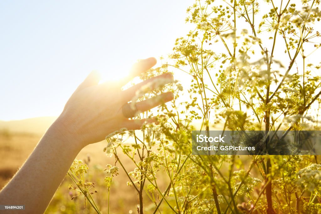 Woman's hand berühren Pflanze in der Natur - Lizenzfrei Natur Stock-Foto