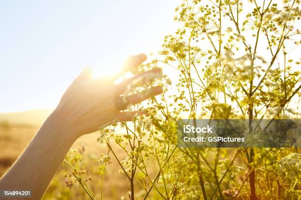 Mano De Mujer Tocando La Planta En La Naturaleza Foto de stock y más banco de imágenes de Naturaleza - Naturaleza, Flor, Amarillo - Color