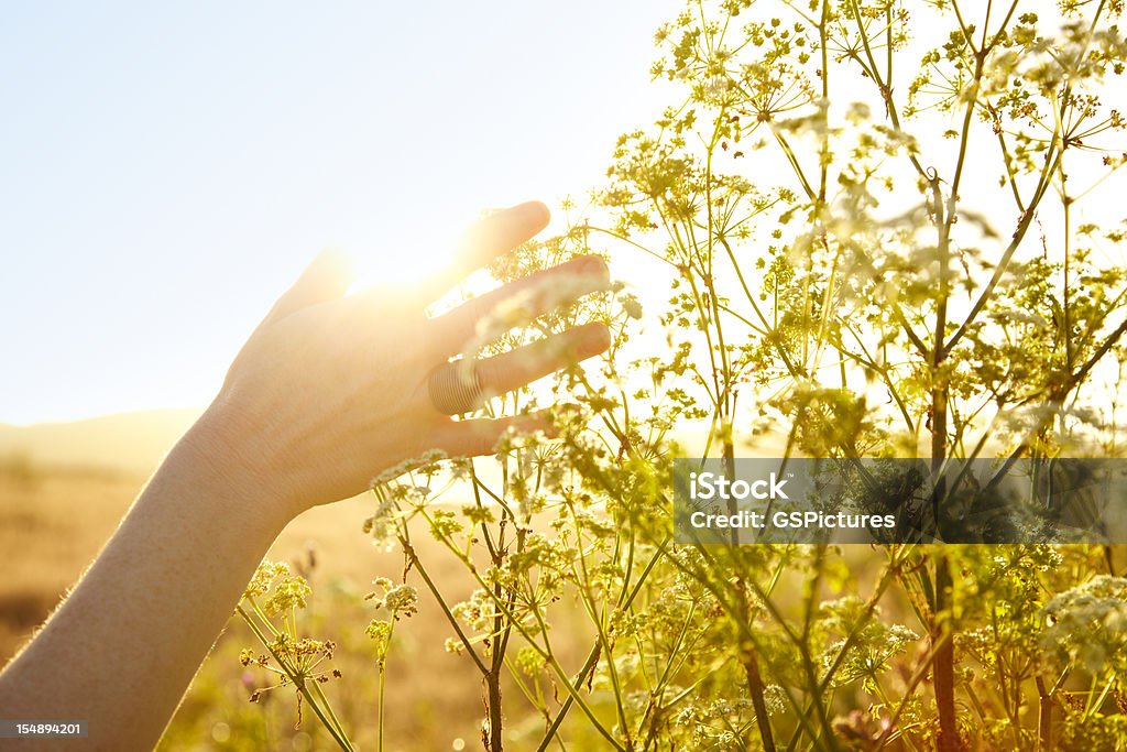 Donna toccando la mano di divisione in Natura - Foto stock royalty-free di Natura