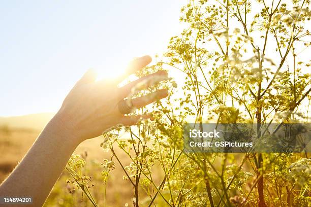 Donna Toccando La Mano Di Divisione In Natura - Fotografie stock e altre immagini di Natura - Natura, Fiore, Erba