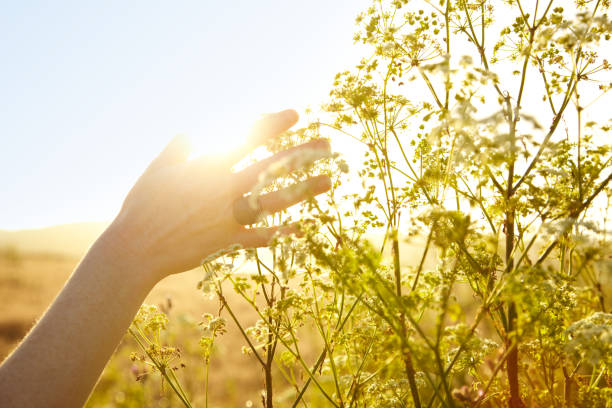 Woman's hand touching plant in nature
