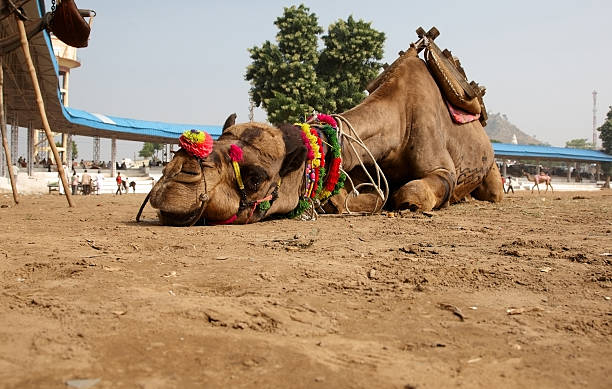 Egypt, Cairo Pyramids,  camel riding guide preparing for the day Giza district