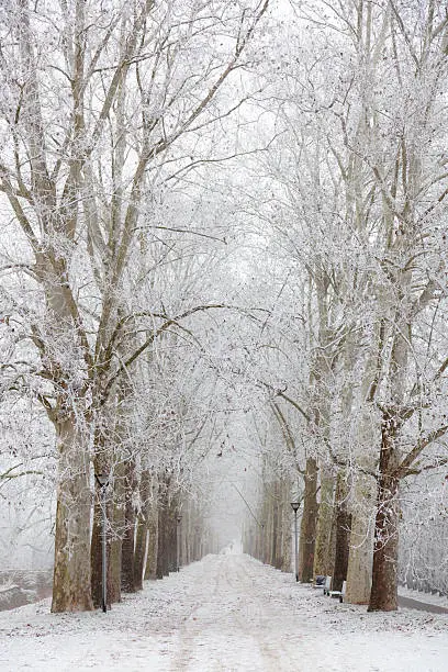 Photo of Tree Canopy Winter Wonderland Nobody