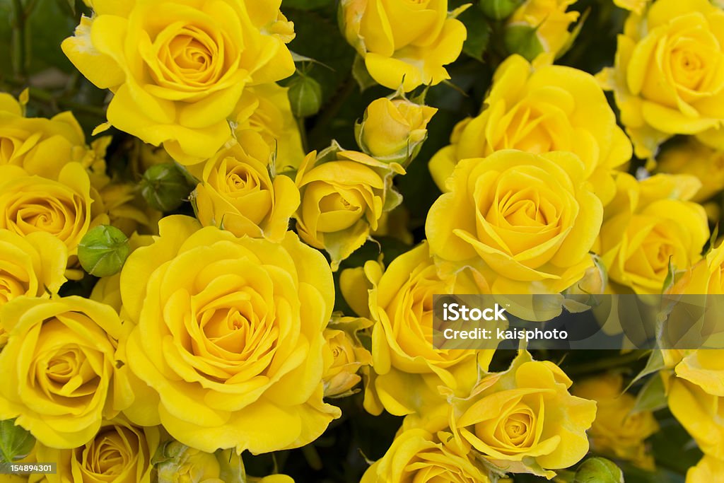 Fundo rosa - Royalty-free Amarelo Foto de stock