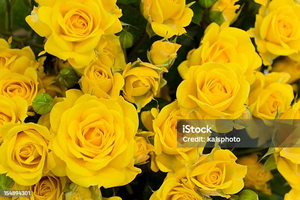 Fundo Rosa - Fotografias de stock e mais imagens de Amarelo - Amarelo, Rosa - Flor, Arranjo de flores