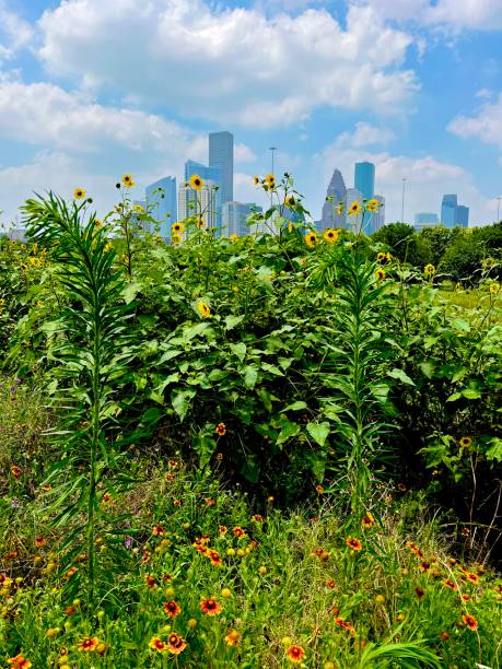 istock Beautiful view of downtown Houston 1548943821