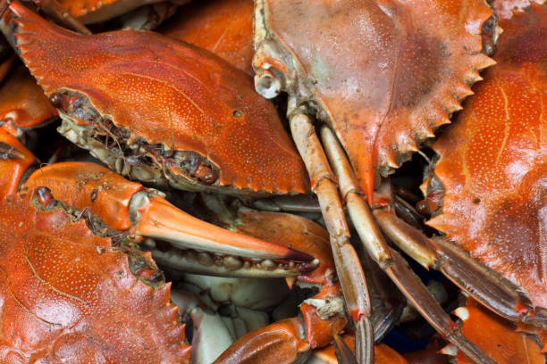 istock Blue Crab Close-up Background 154894421