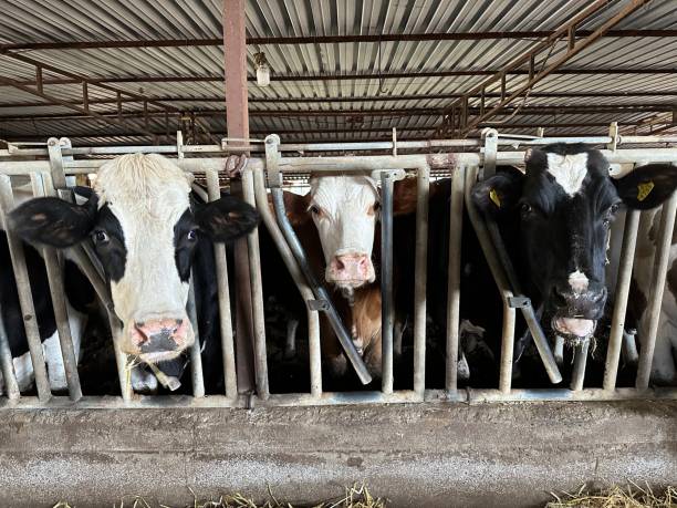 istock Simmental veya Swiss Fleckvieh 1548944387