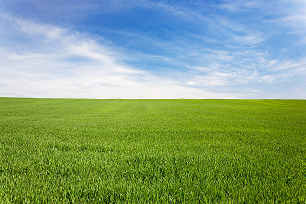 Green meadow field under a blue sky with clouds stock photo