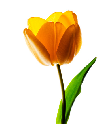 Close view of Bright orange with yellow tulips isolated on the white background