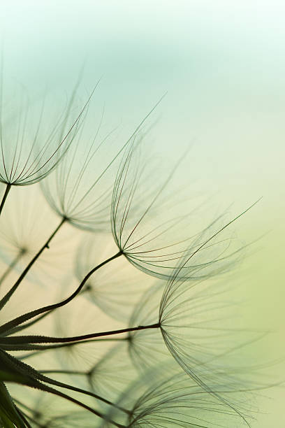 semente de dente-de-leão - dandelion single flower flower seed imagens e fotografias de stock