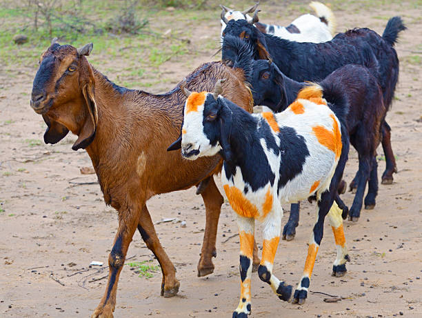 Favorite goat painted with henna spots. Decorating domesticated animals with dyes and garlands is common in India. Rajasthan, India.