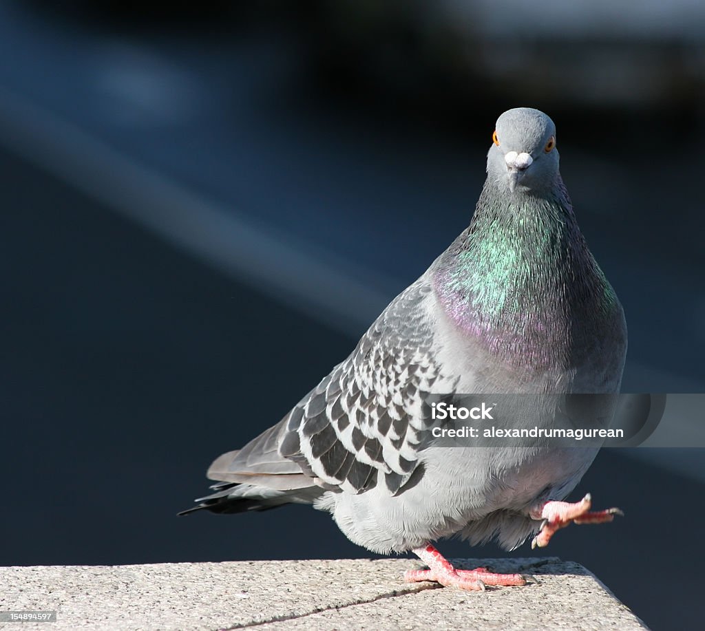 Gris Pigeon - Photo de Animal errant libre de droits