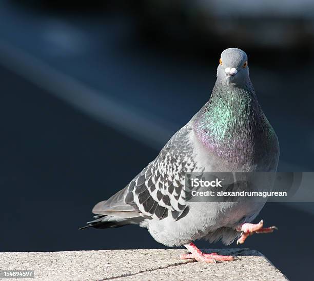 Photo libre de droit de Gris Pigeon banque d'images et plus d'images libres de droit de Animal errant - Animal errant, Beauté, Colombe - Oiseau